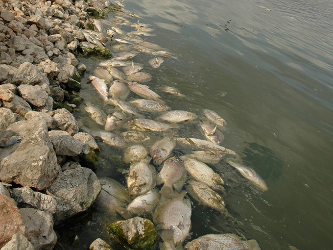 Article image for Dimensionamiento del TiLV y su impacto potencial en la producción de tilapia