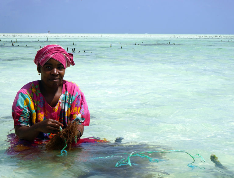 Article image for Permacultura oceánica: Aire acondicionado para el calentamiento de los mares