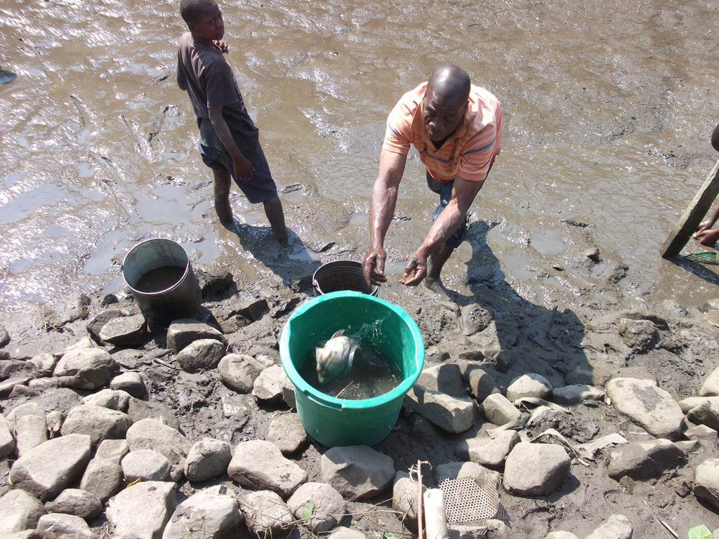 Article image for Is Africa a ‘new Asia’ for aquaculture?