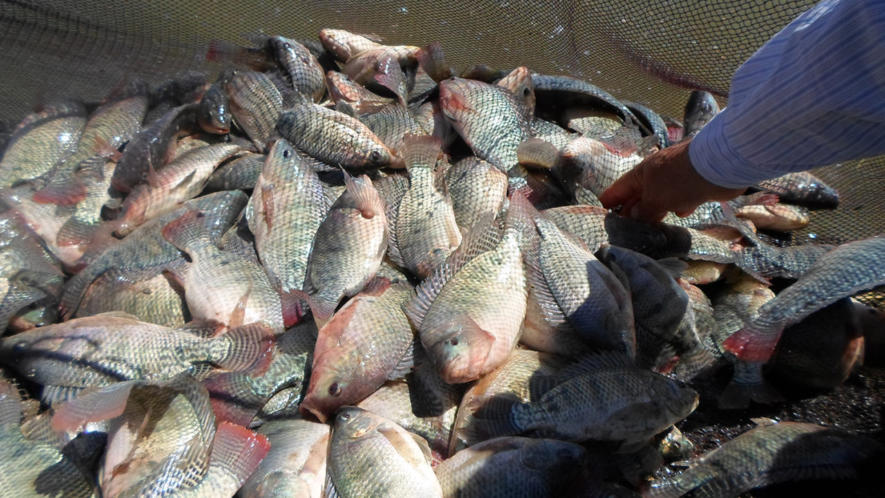 Egypt’s success with tilapia a blueprint for all Africa Responsible