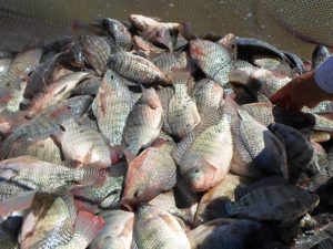 Egypt’s success with tilapia a blueprint for all Africa