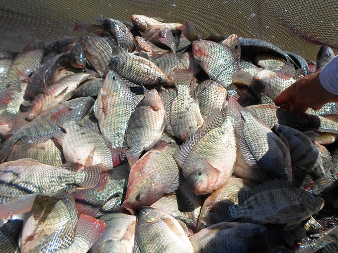 Article image for Egypt’s success with tilapia a blueprint for all Africa