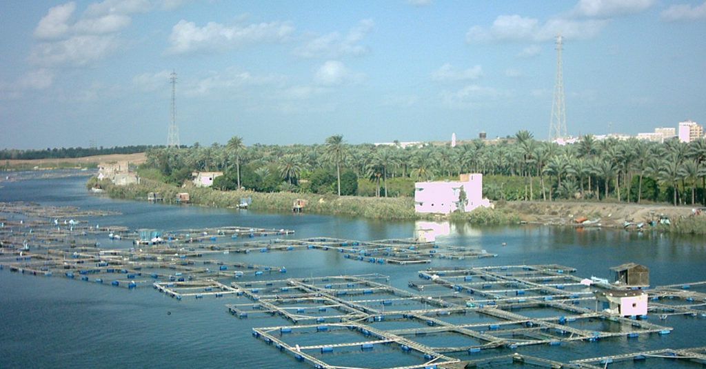 Egypt’s success with tilapia a blueprint for all Africa Responsible