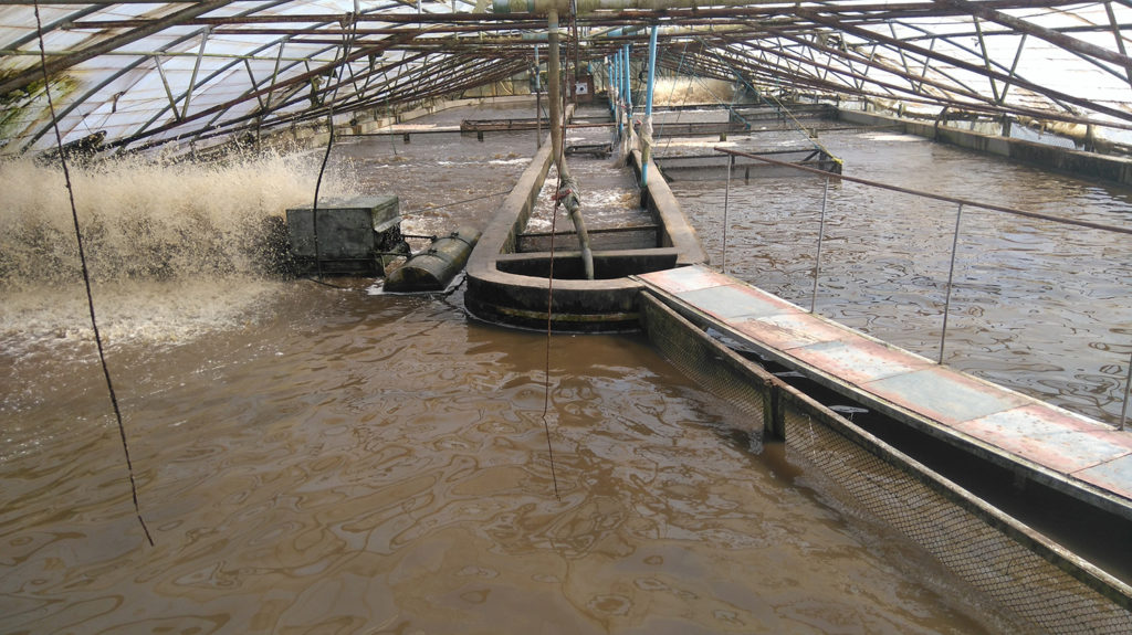 Article image for Optimizing tilapia biofloc technology systems, part 1