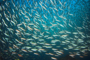 Study: Climate change will shuffle marine ecosystems in unexpected ways as ocean temperature warms