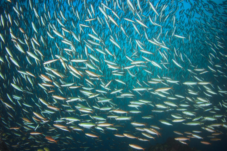 Article image for IFFO: Futuras contribuciones de los ingredientes marinos a los alimentos acuícolas