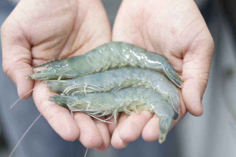 Article image for Nacido de Tormenta: La industria de cultivo de camarón en tierra de los Estados Unidos