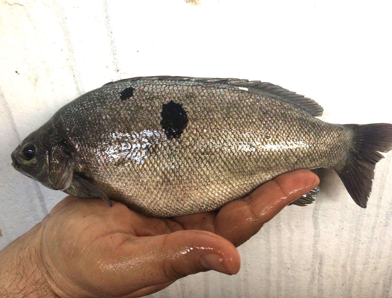 Are omega3s in farmed jade perch as high as believed? Responsible