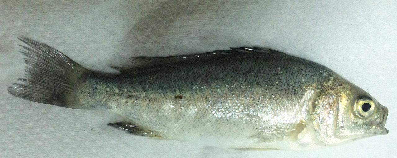Are omega3s in farmed jade perch as high as believed? Responsible