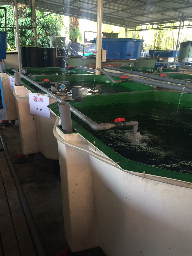 Are omega3s in farmed jade perch as high as believed? Responsible