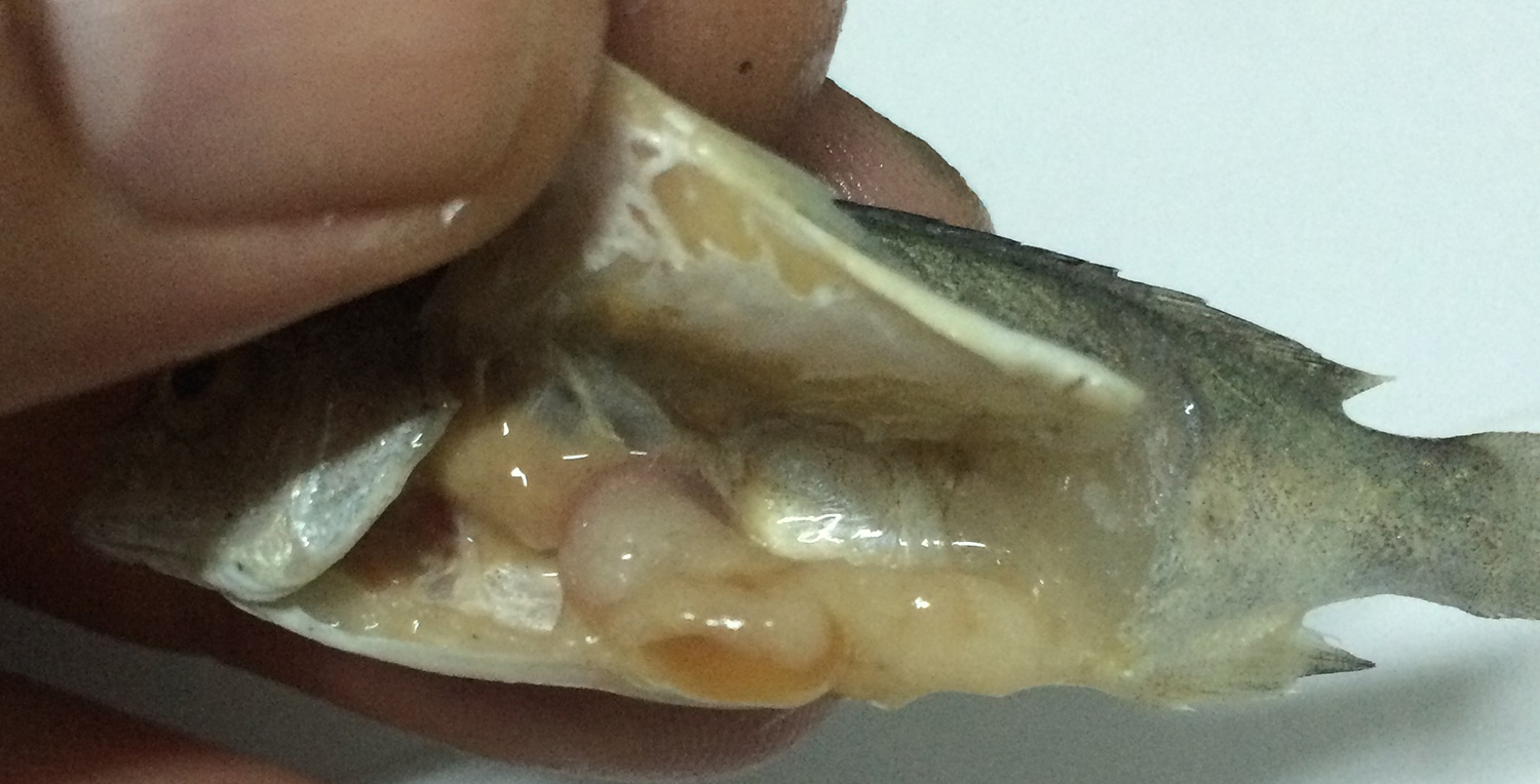 Are omega3s in farmed jade perch as high as believed? Responsible