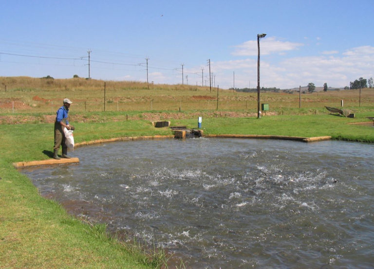 Article image for South Africa undertakes strategic environmental assessment for aquaculture development