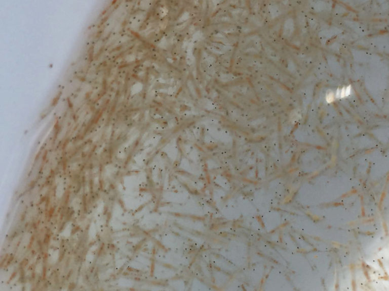 Article image for Global brine shrimp supply a potential bottleneck to aquaculture expansion, part 2