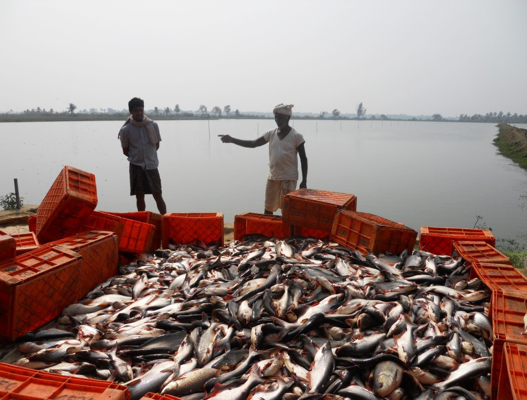 Pangasius aquaculture growing in India - Responsible Seafood Advocate