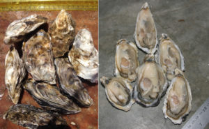 Namibia oysters
