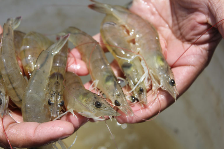 Article image for Experiences in shrimp genetic improvement in seven countries