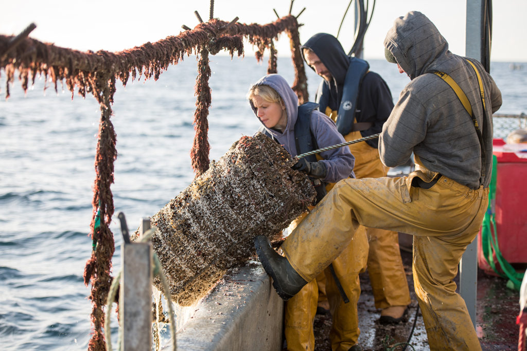 Article image for UK lobster-farming project breaks new ground