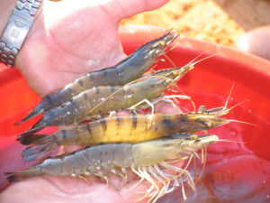 GOAL shrimp