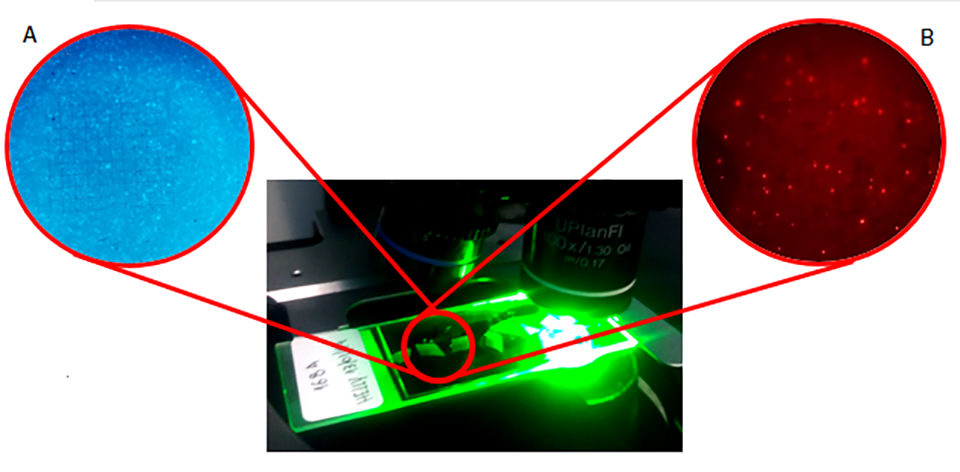 Bacteria visualized in epifluorescence microscopy using different light filters.