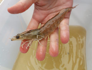 relación carbono-nitrógeno