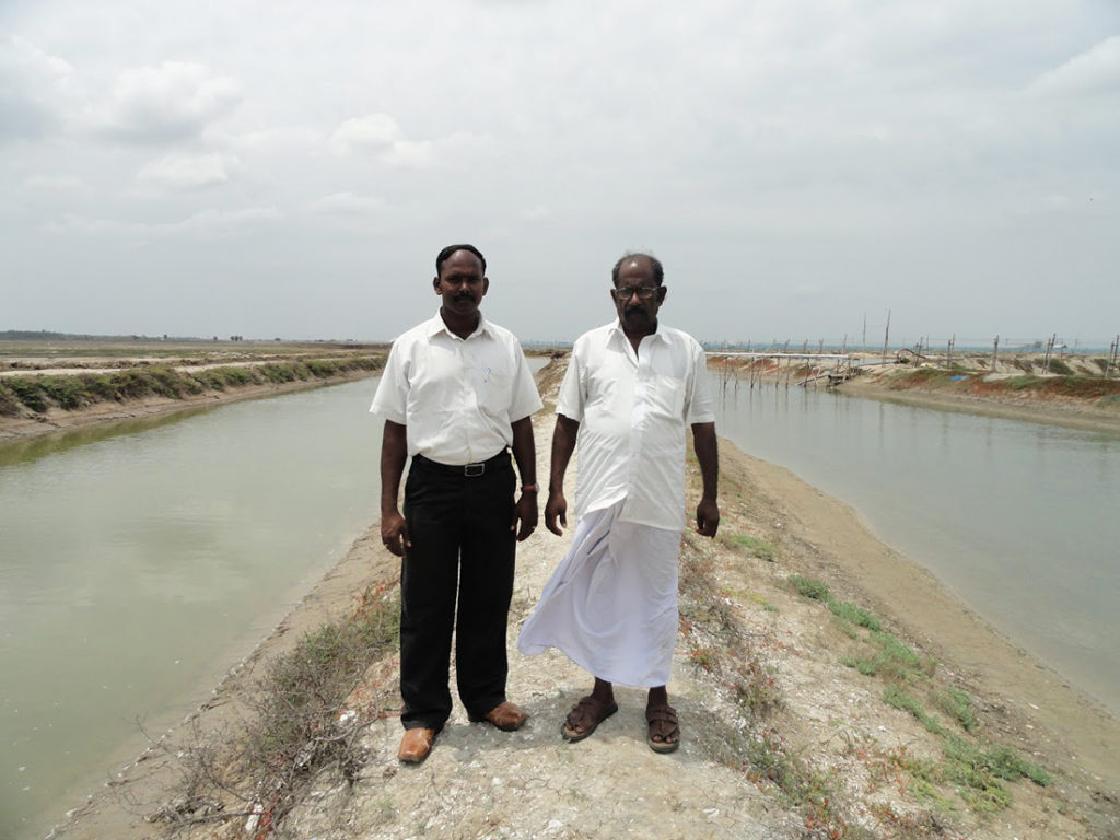 Article image for Improving shrimp farm design in flood-prone areas of India