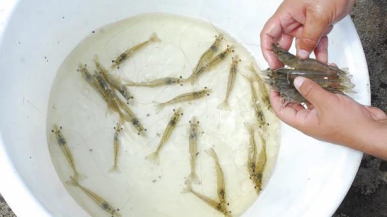 Article image for A study of Zoea-2 Syndrome in hatcheries in India, part 1