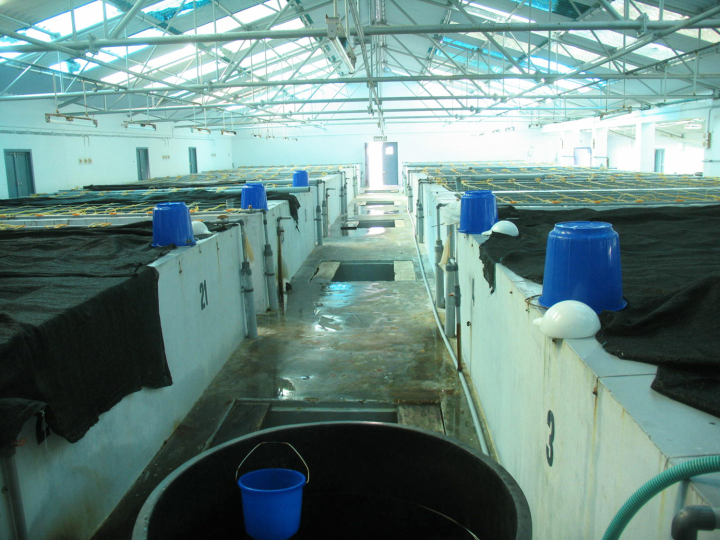 A study of Zoea2 Syndrome in hatcheries in India, part 1 Responsible Seafood Advocate