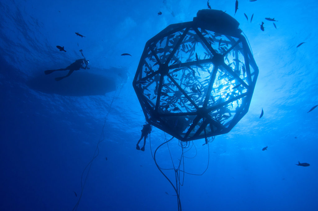 Article image for Opinion: Stop offshoring offshore aquaculture