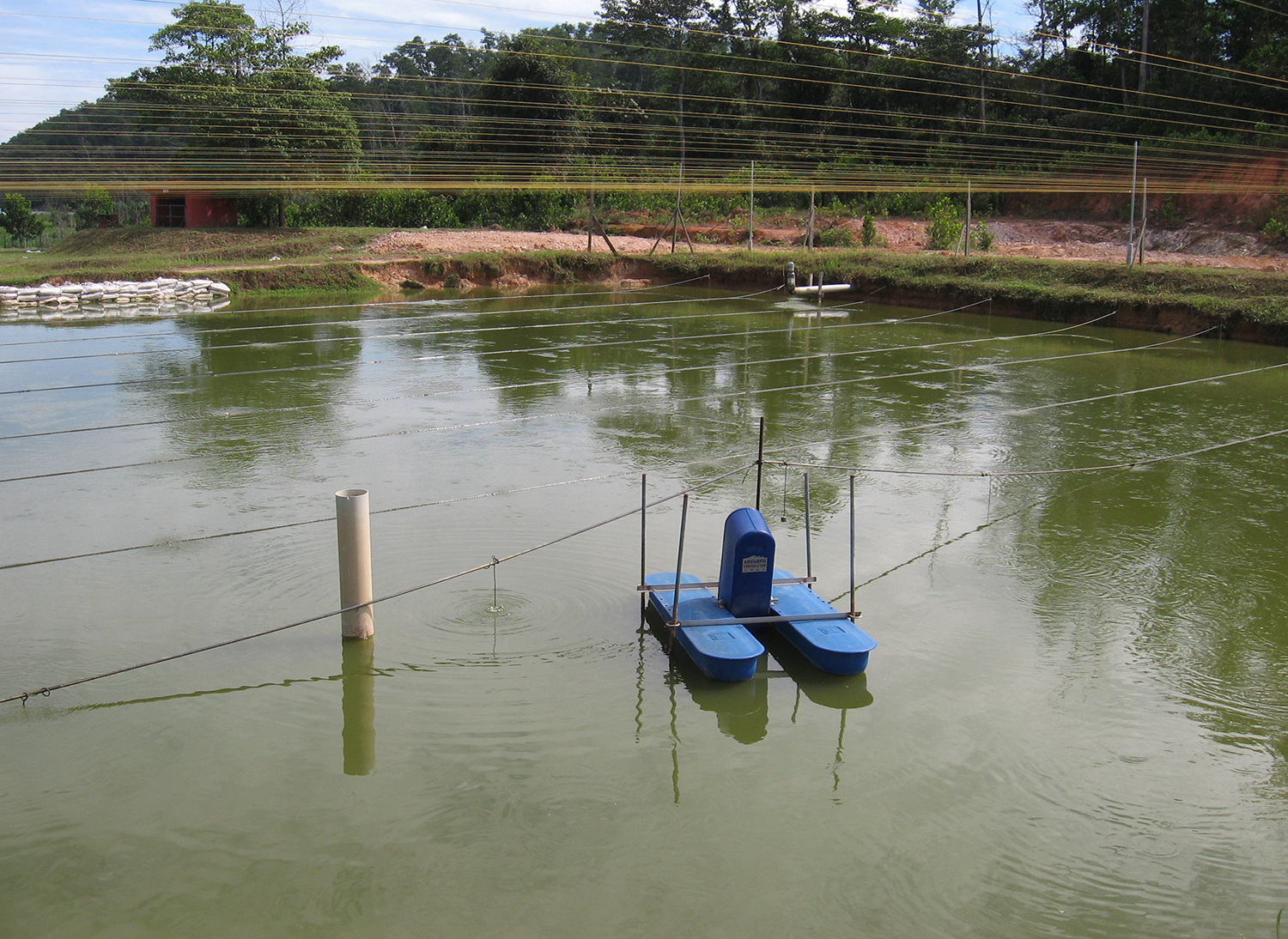 Advice for managing predatory birds, part 1 Responsible Seafood Advocate