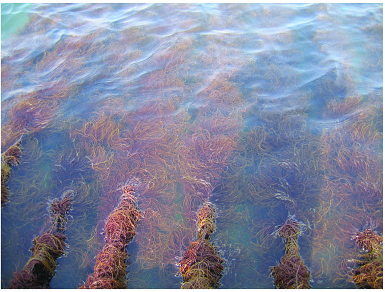 Featured image for The Current State of Seaweed: Part II