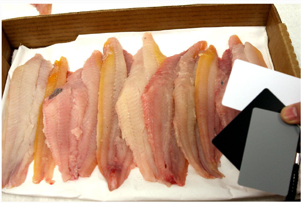Article image for Assessing coloration in channel catfish fillets
