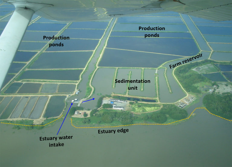 Article image for Retrofitting shrimp farms to recirculating systems