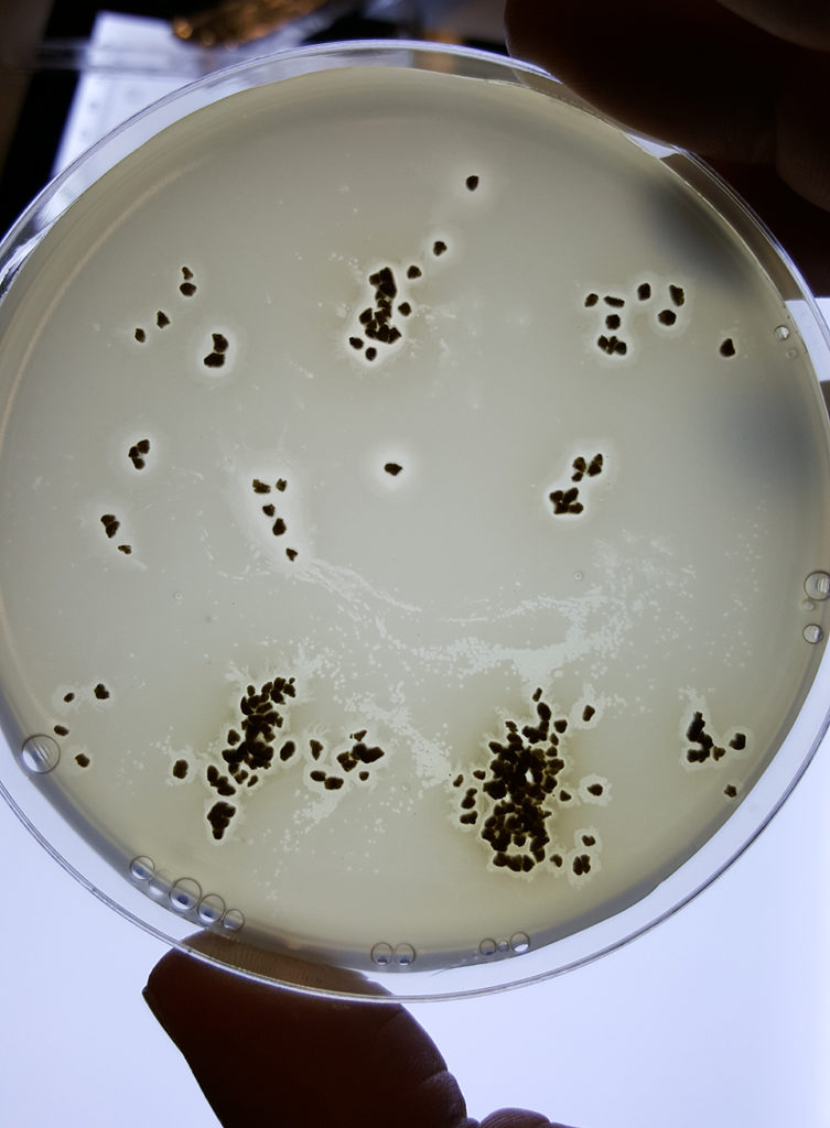 Article image for Empresa de Escocia perfeccionando bacteriófagos en asesinos de enfermedades acuícolas