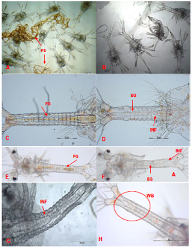 Zoea Rostrum A study of Zoea-2 Syndrome in hatcheries in India, part 2 - Responsible ...