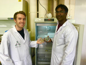Microalgae into medicine: Biotech startup targets shrimp, salmon diseases