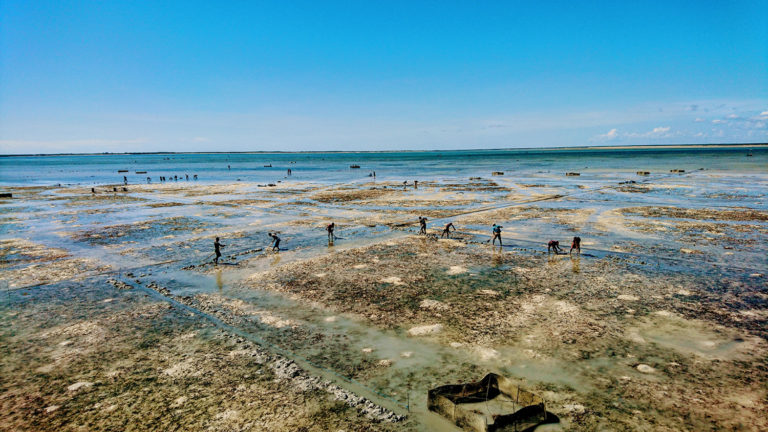 Article image for Sea cucumber project redefining traditional farming in Madagascar