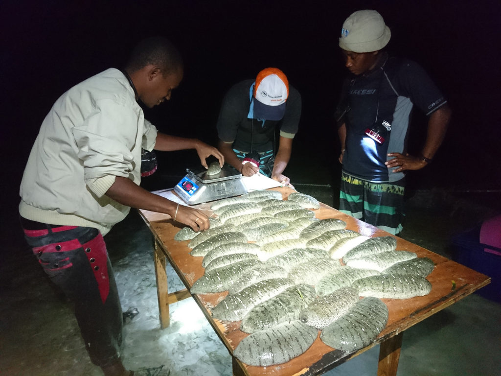 Article image for Proyecto de pepino de mar esta redefiniendo la agricultura tradicional en Madagascar