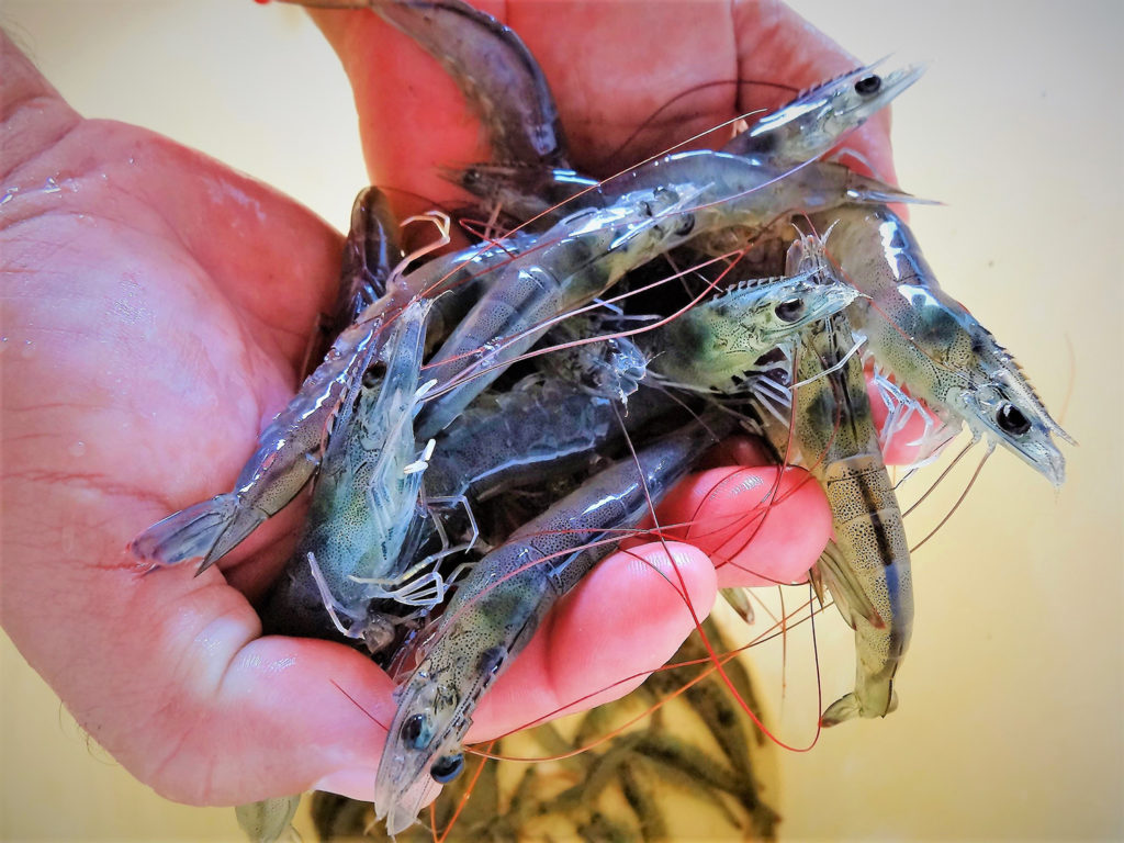 Article image for La harina de krill tiene buen rendimiento en experimentos de alimentación del camarón