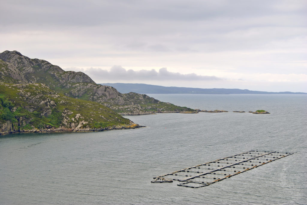 Article image for El sector de salmón de Escocia aguanta las luchas contra los piojos de mar y la mortalidad