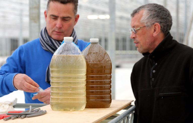 Article image for Innovadores de algas buscan congelar las pérdidas tempranas de camarón