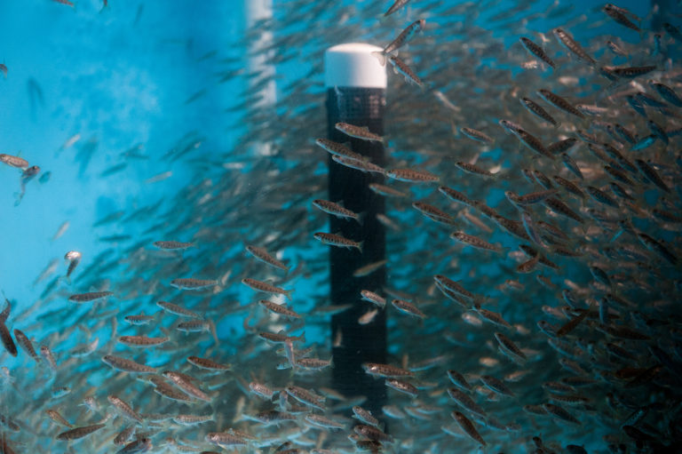 Article image for City fish-farm prototype set to prove itself in Minnesota