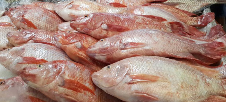 tilapia del Nilo