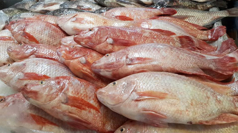 Article image for Evaluating effects of organic acids in Nile tilapia feed