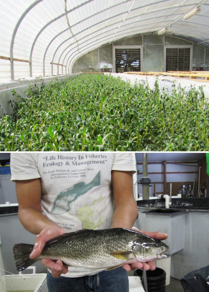 two saltwater vegetable plant species with red drum