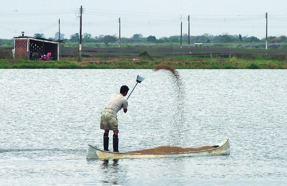 Article image for Aquaculture feed composition helps define potential for water pollution