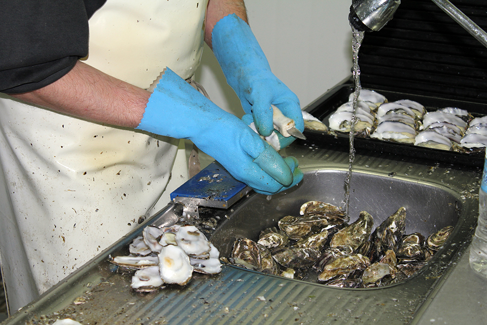 Article image for Human enteric viruses in shellfish, part 2