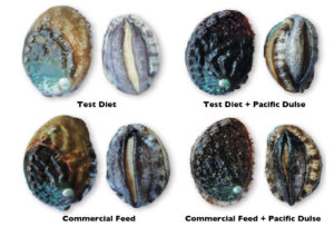 Diets affect abalone meat quality, shell color