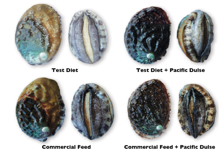 Article image for Diets affect abalone meat quality, shell color