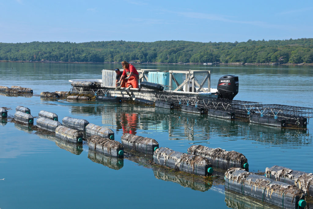 Article image for Maine oyster farmer stares down climate change, learns to adapt