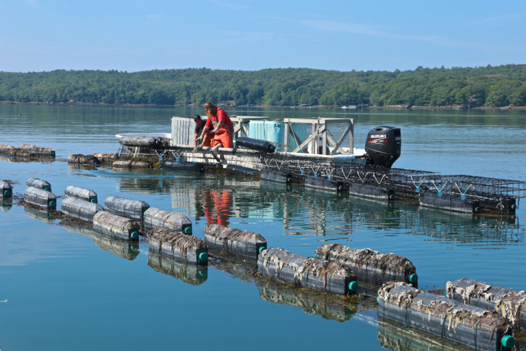 Article image for Maine oyster farmer stares down climate change, learns to adapt